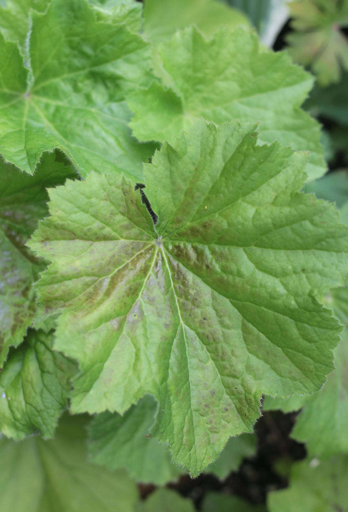 Heucheras are some of of the hardiest and most drought tolerant plants I have grown. This lime green Heuchera villosa, another eastern US native, has traveled with me since my very first terrace gardening days and has reproduced dozens of times, helping me to fill this much larger garden at no cost (well, apart from potting soil and pots, of course).