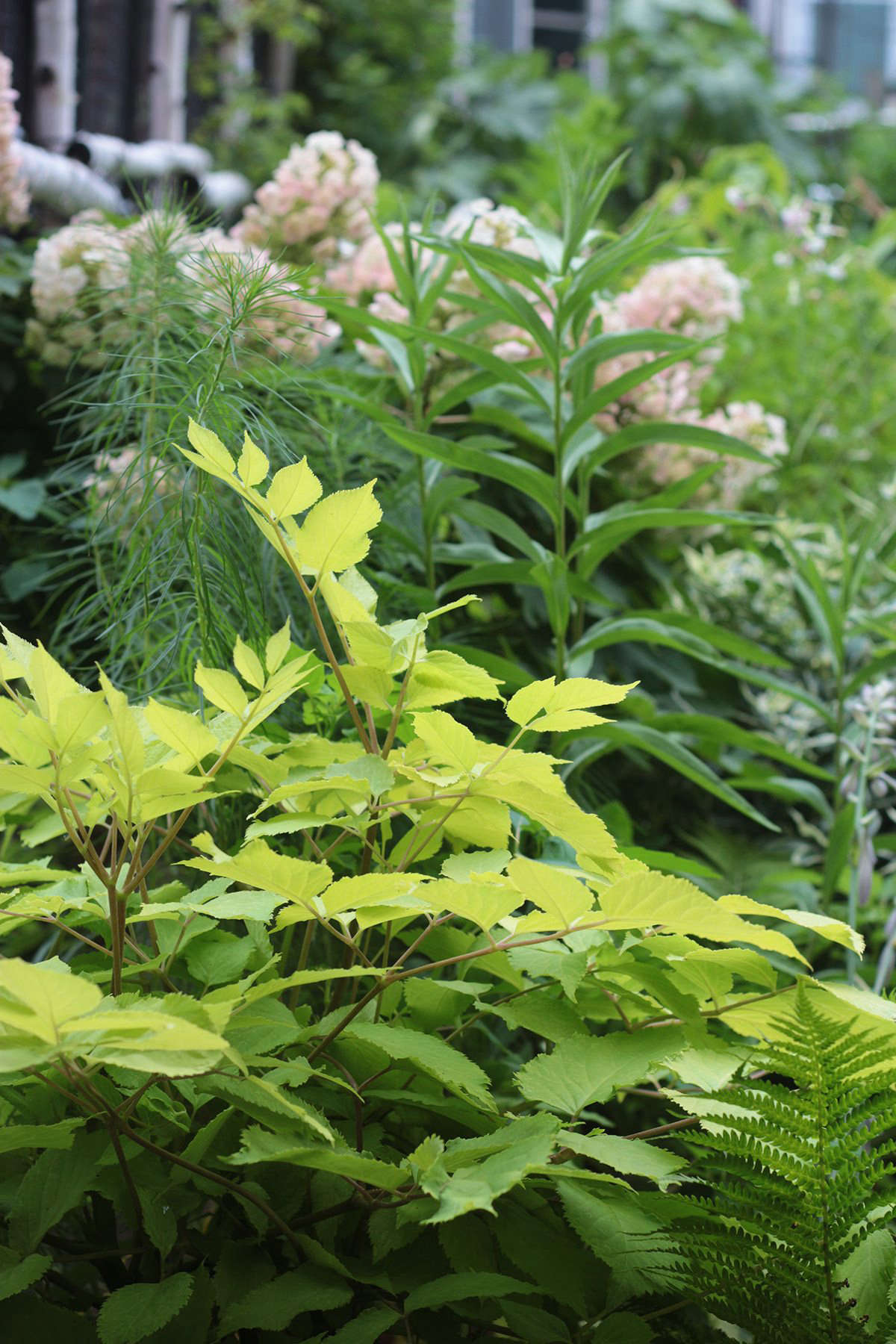 This gorgeous Aralia cordata 