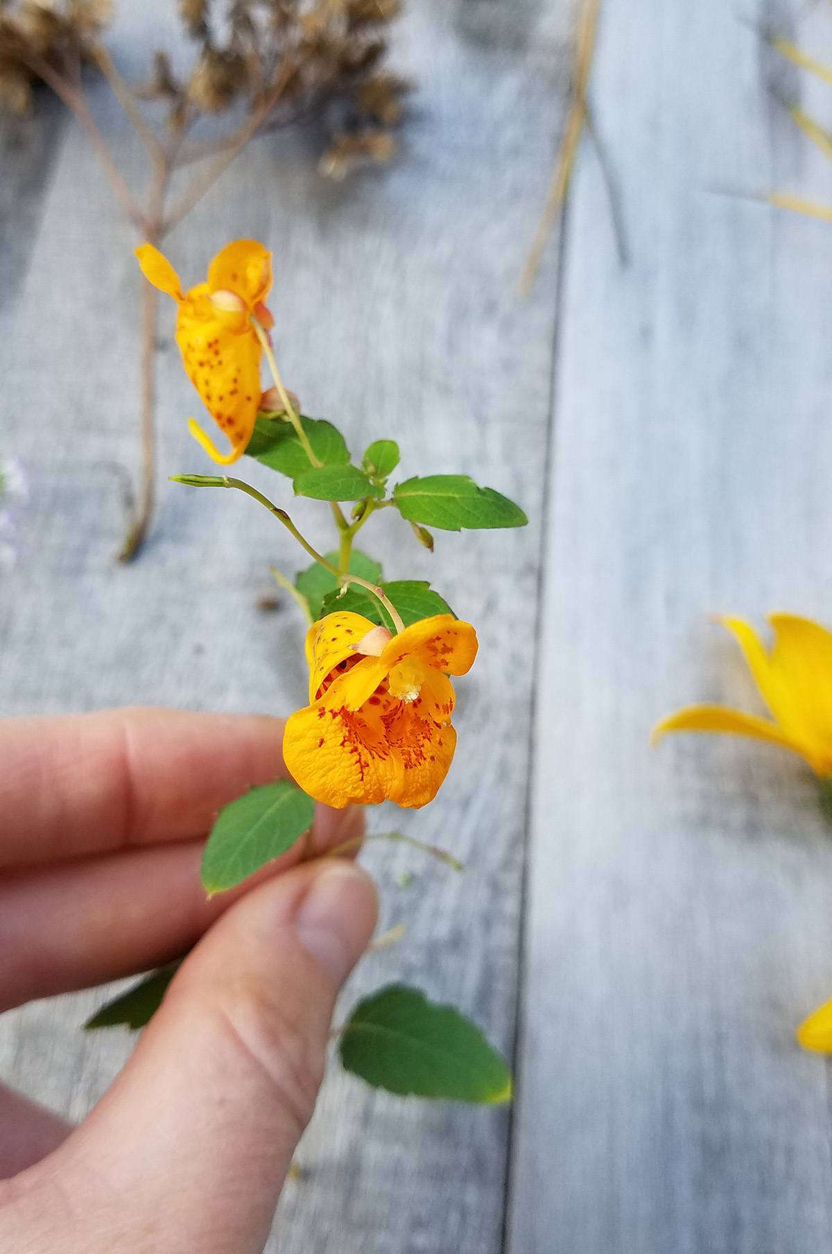 Jewelweed fills difficult, dark spots, and in late summer through autumn bears orange flowers that are irresistible to hummingbirds. All it asks in return is deep, frequent watering.