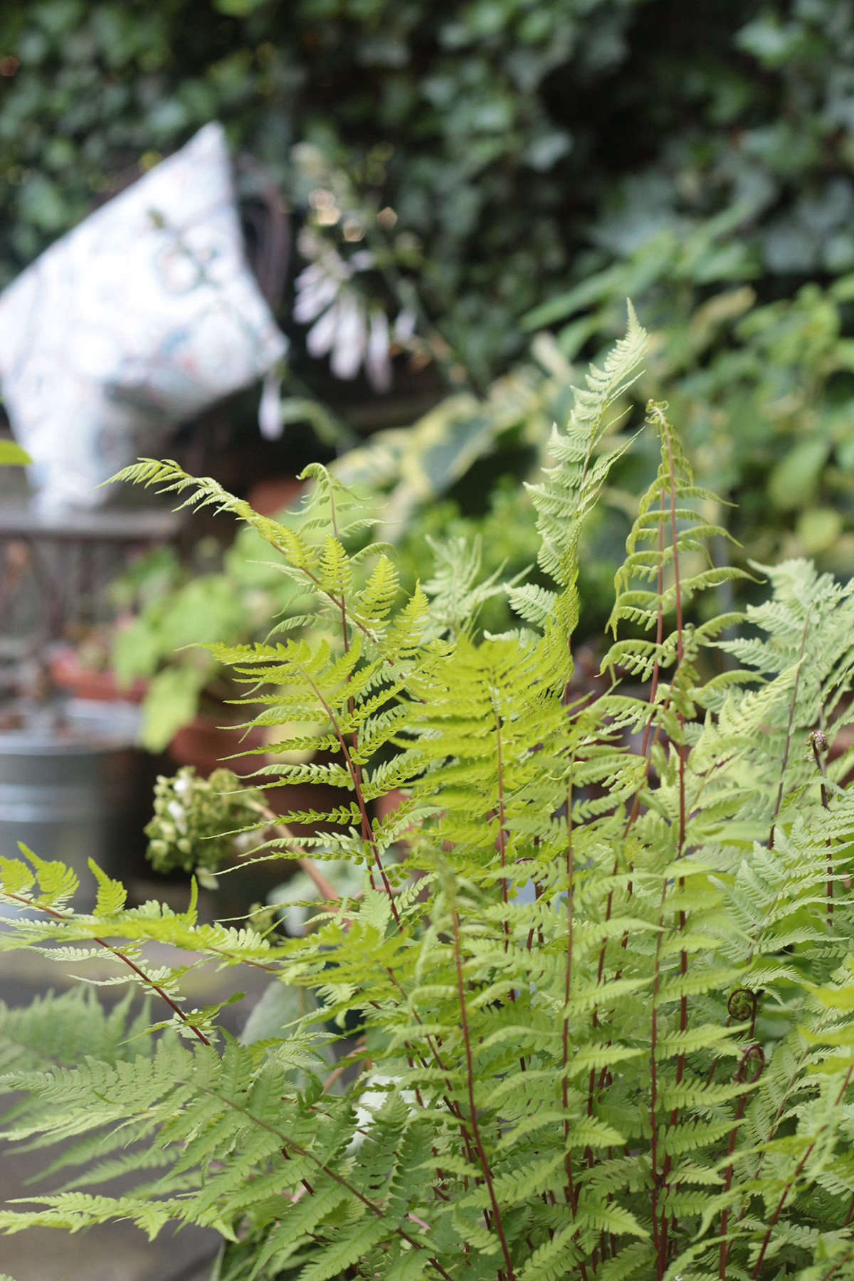 I spend as much time as I can in the woods, and I love ferns. Indigenous lady fern (Athyrium angustum forma rubellum 