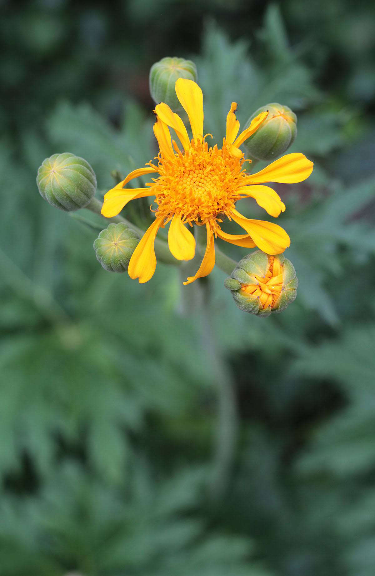 Another thirsty beauty that despises drying out is the statuesque Ligularia japonica. Its bright daisy like flowers shoot up on tall stems and open as July turns sticky.