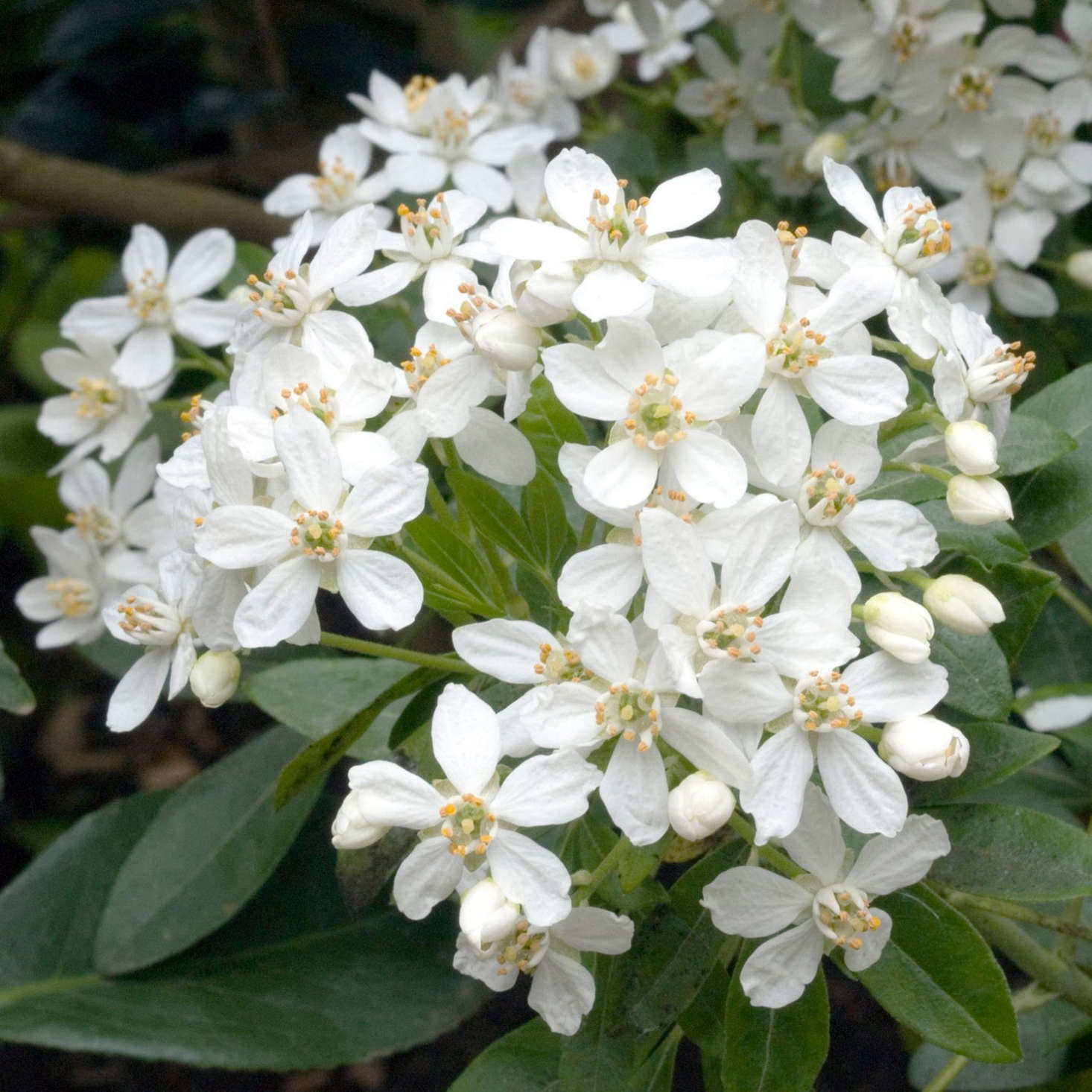 Gardening 101 Mexican Orange  Blossom  Gardenista