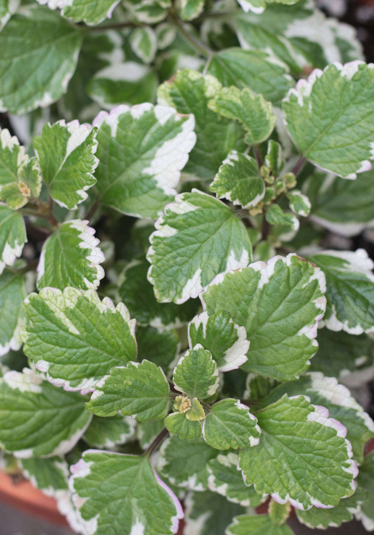 A low-maintenance and bright stalwart of shady nooks is Plectranthus coleiodes. Making up for jewelweed