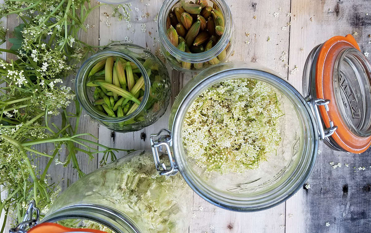 My first project when I have a harvest of elderflower (which coincides with daylily season—see the buds above) is to make a pale yellow fermented cordial, the so-called Champagne of elderflowers with a natural effervescence. It is delightful and its flavor is unique.