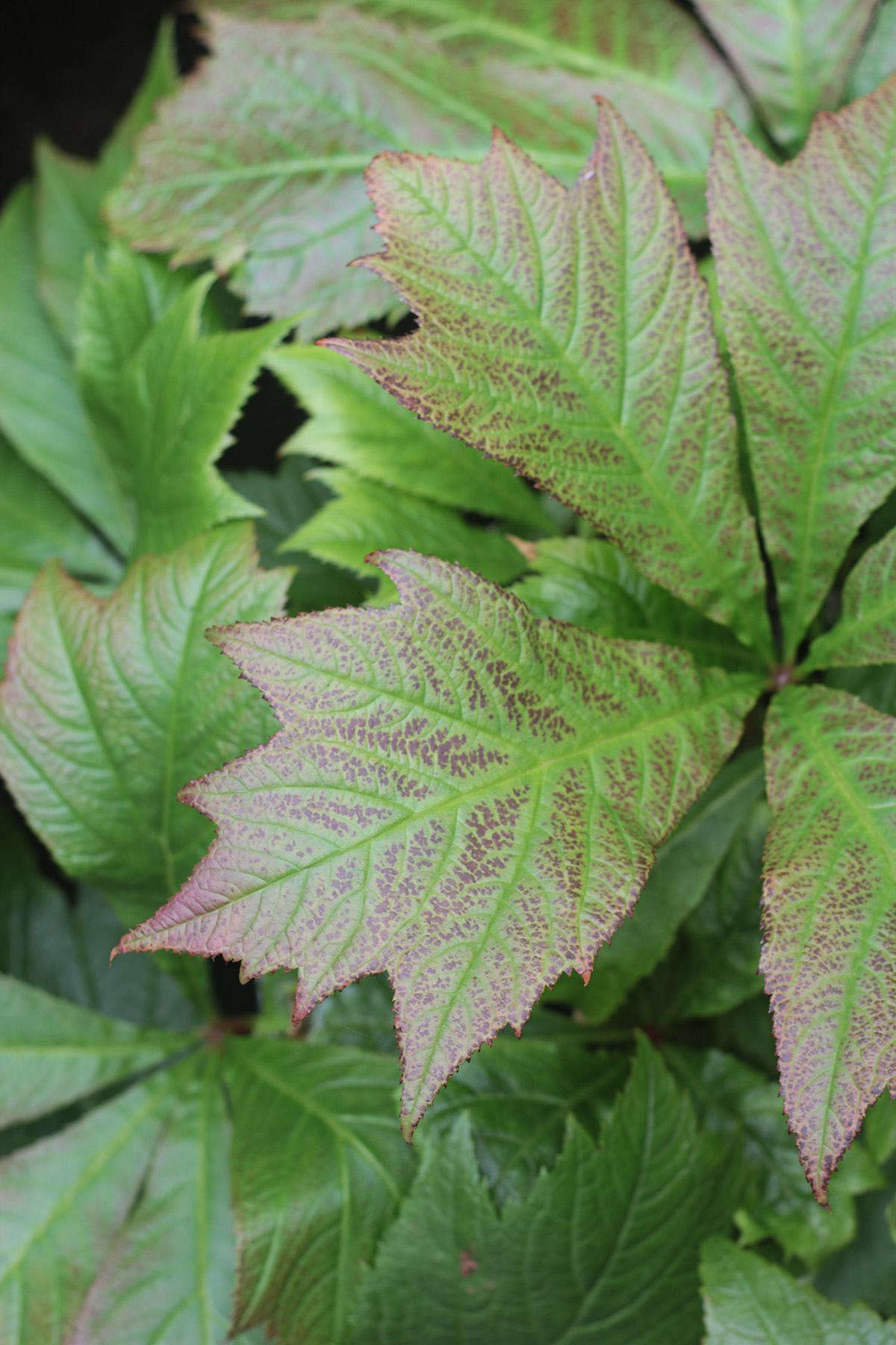 More leaf drama belongs to Rogersia podophylla, whose leaves are inches across. I nearly killed my plant last year because of under watering, until I learned what it needed.