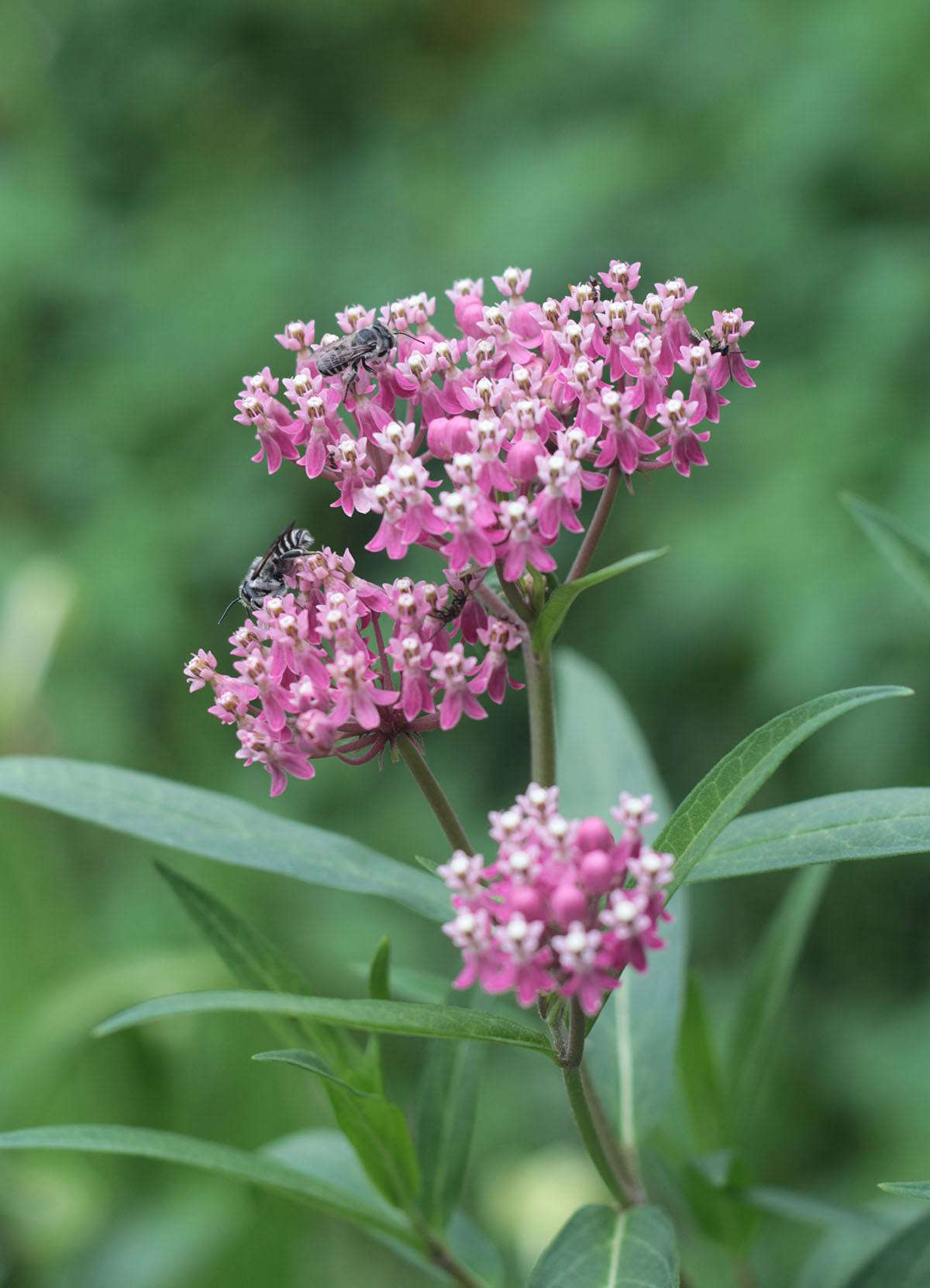 Organic gardening encourages pollinators like bees. Photograph by Marie Viljoen, from Landscape Ideas: What to Plant for Pollinators? Choose Milkweed.