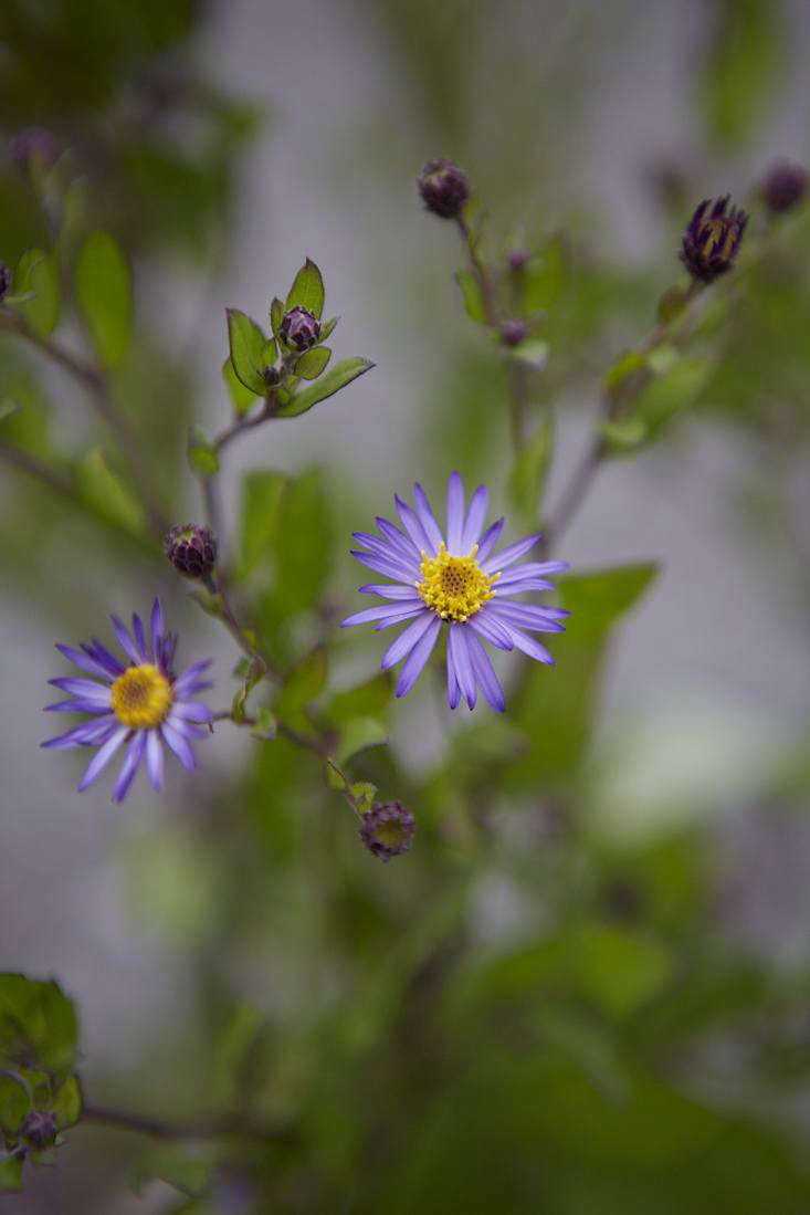 See more asters at White Flower Farm and Old Court Nurseries.