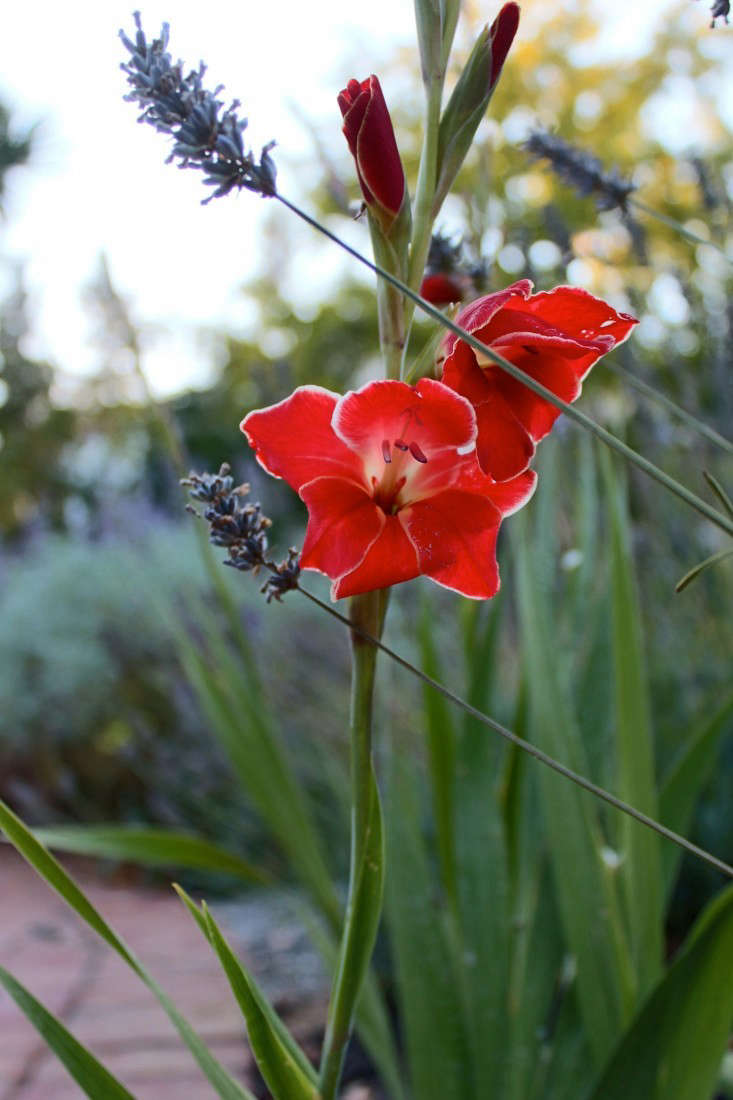 DIY Grow Your Grandma's Gladiolus Gardenista