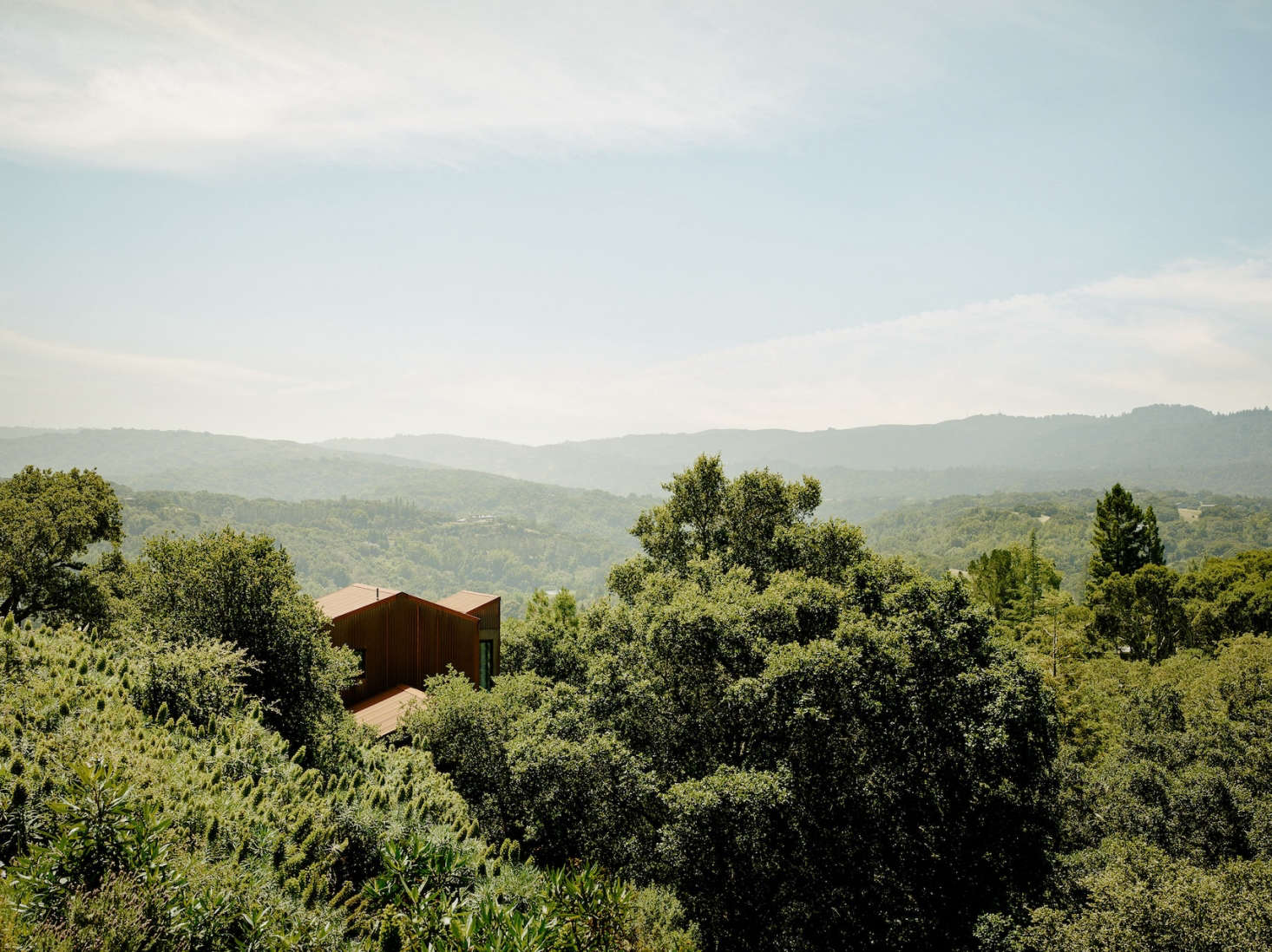 valley views: a landscape among the treetops in