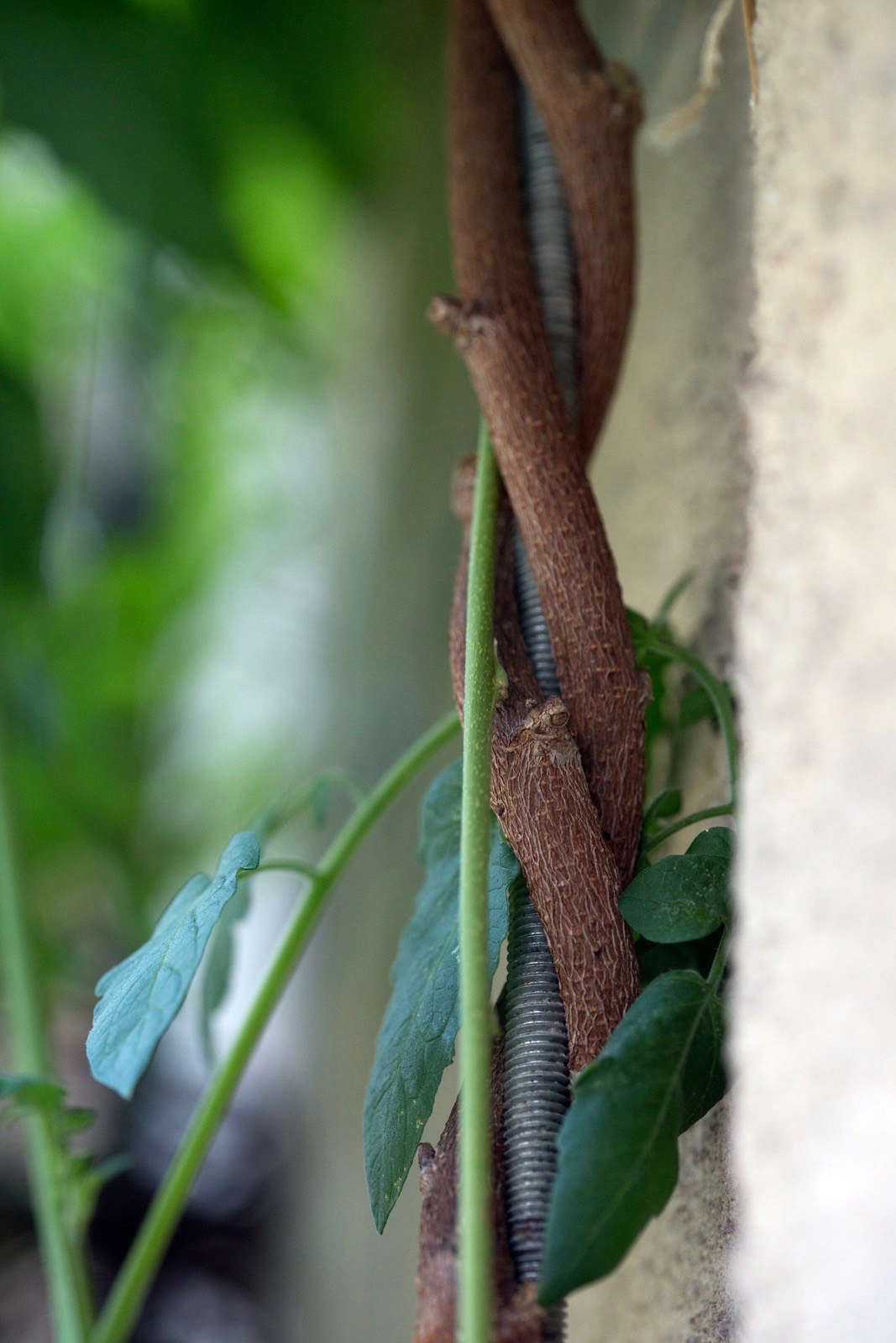 Wisteria vines grow up metal pipes, giving the plants a support system and preventing damage to the building’s facade.