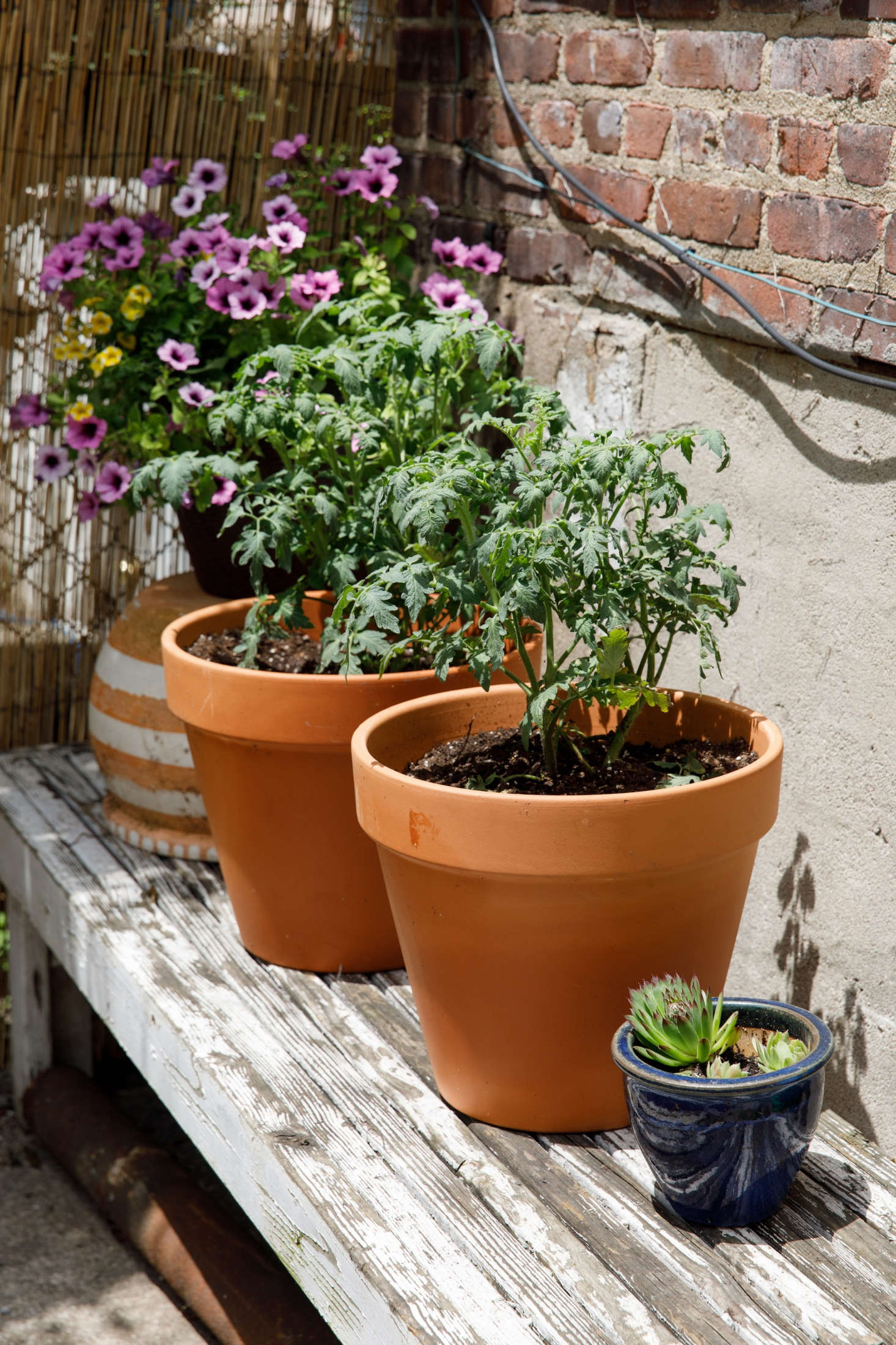Tomato bushes and flowering annuals share a sunny spot in Brooklyn. For more of this garden, see Before & After: A $3,000 Garden Makeover for Brooklyn Designer Rebecca Atwood. Photograph by Tory Williams.