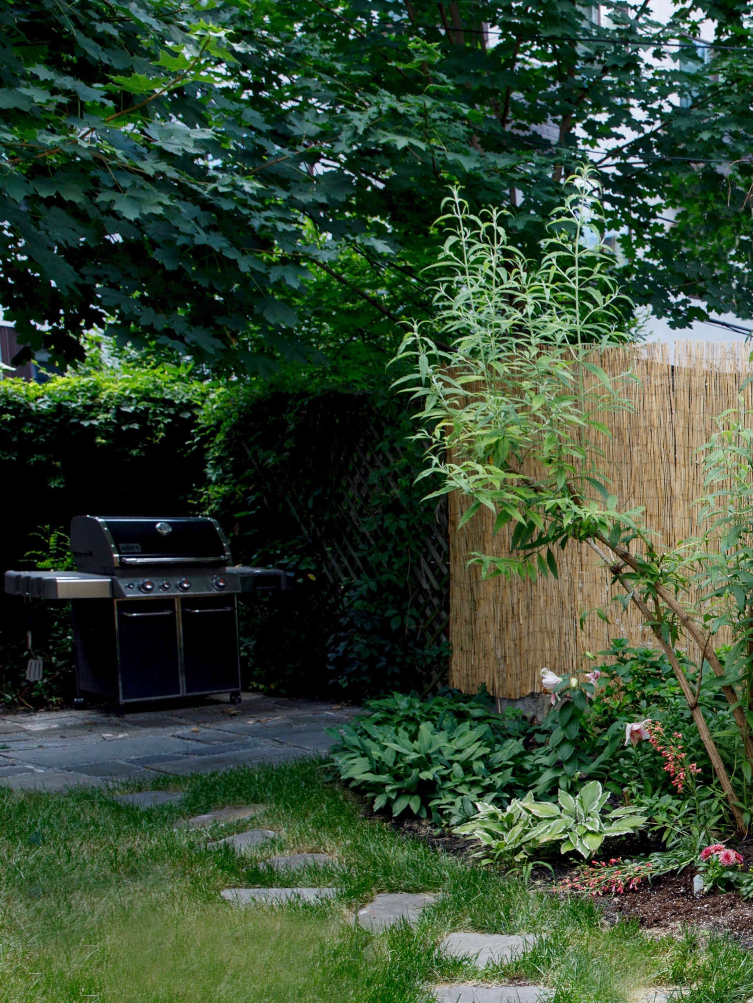 Hostas How To Grow And Care For A Favorite Shade Garden Perennial Plant Hostas Edge A Stepping Stone Path Of Bluestone In Textile Designer Rebecca Atwood S Brooklyn Garden