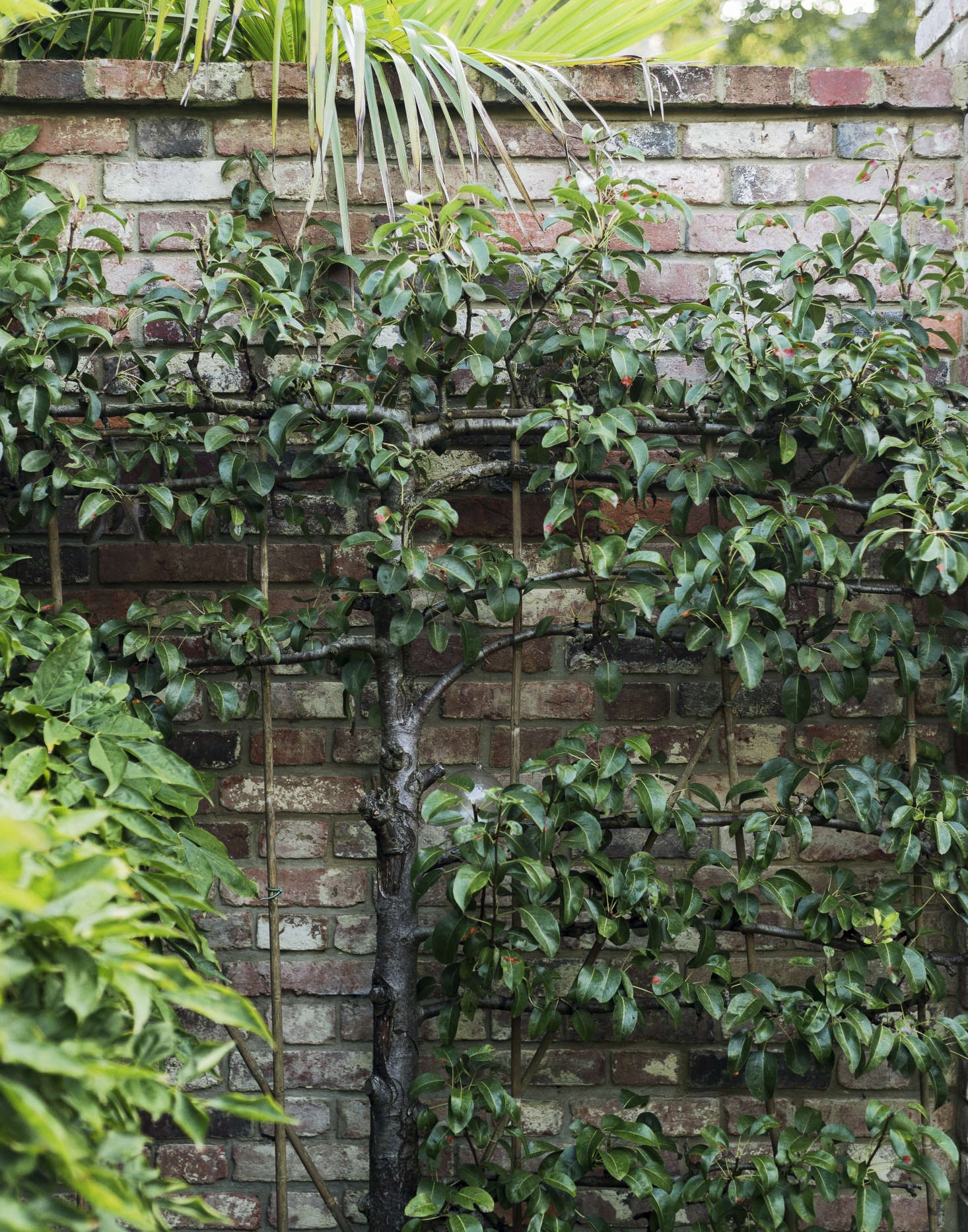 London-based antiques dealer Will Fisher grows fruit trees against a brick wall in his garden. Photograph by Matthew Williams for Gardenista.