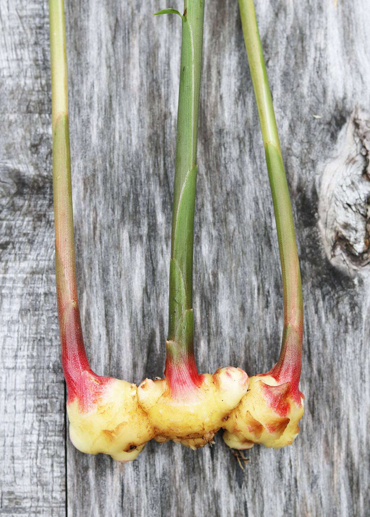 Ginger reaches a height of from 3 to 4 feet.