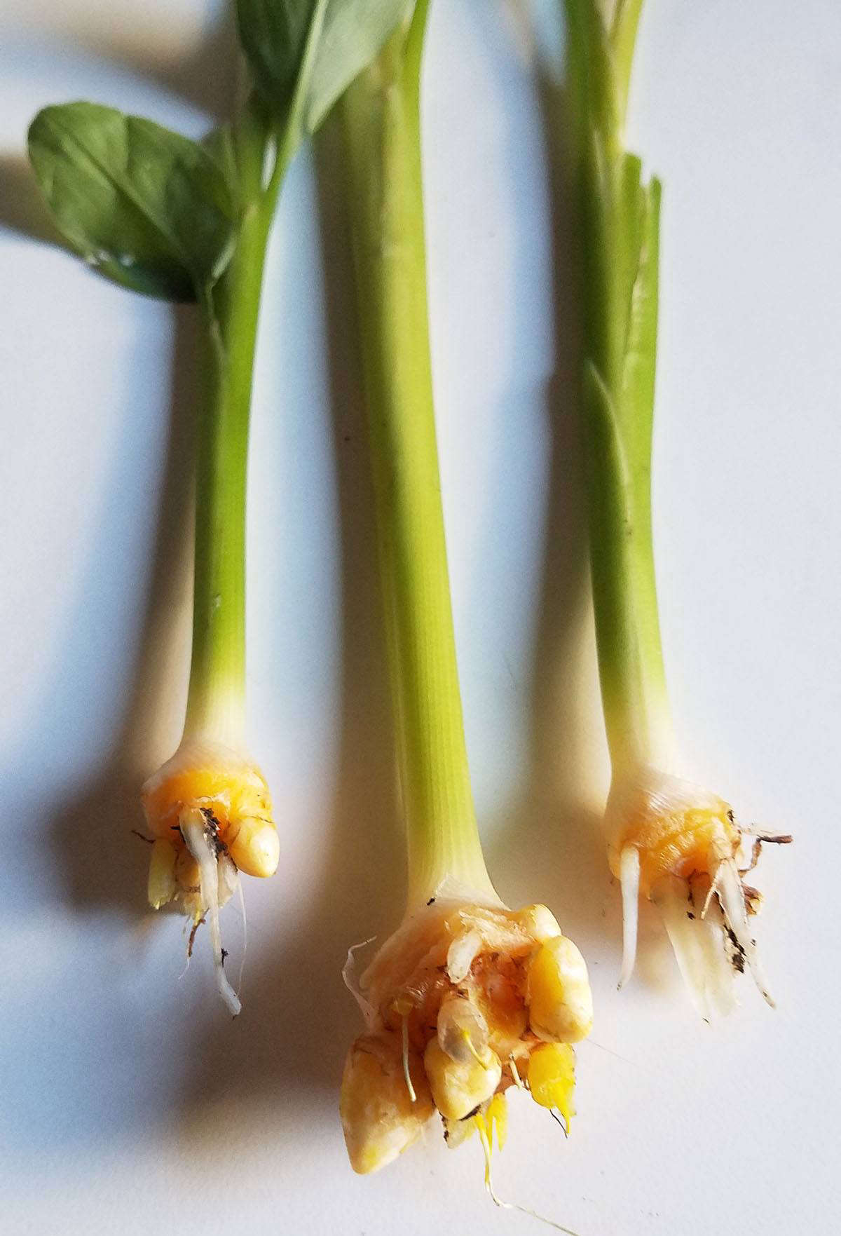 Turmeric (Curcuma longa) should be planted in the same way as ginger, but it takes much longer for the new rhizomes to mature, from to data-src=