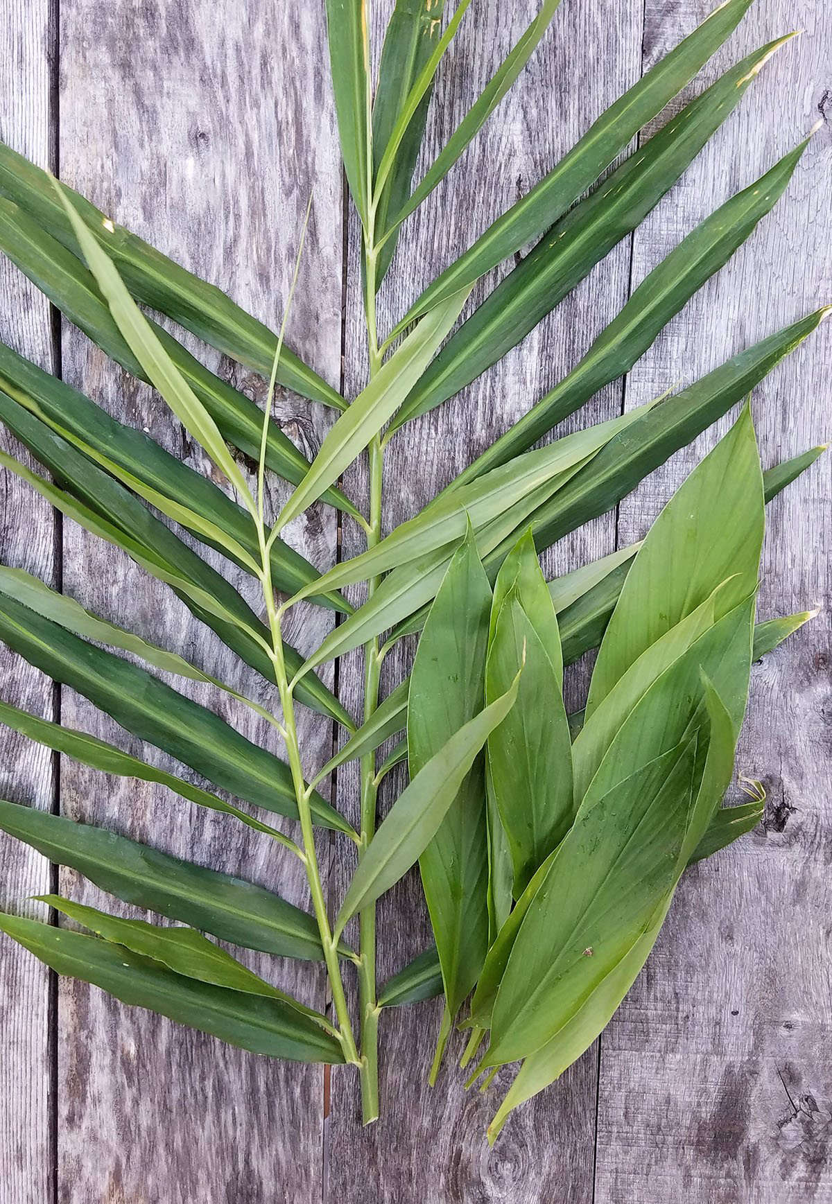 For me, the indoor-outdoor migration for turmeric (the leaves are on the right) is too much work, given the indoor challenge of drier air, for the reward. I treat turmeric only as an annual, and stick to using these aromatic leaves to perfume stews and braises, as well as the modestly sized early fall-harvested rhizomes.