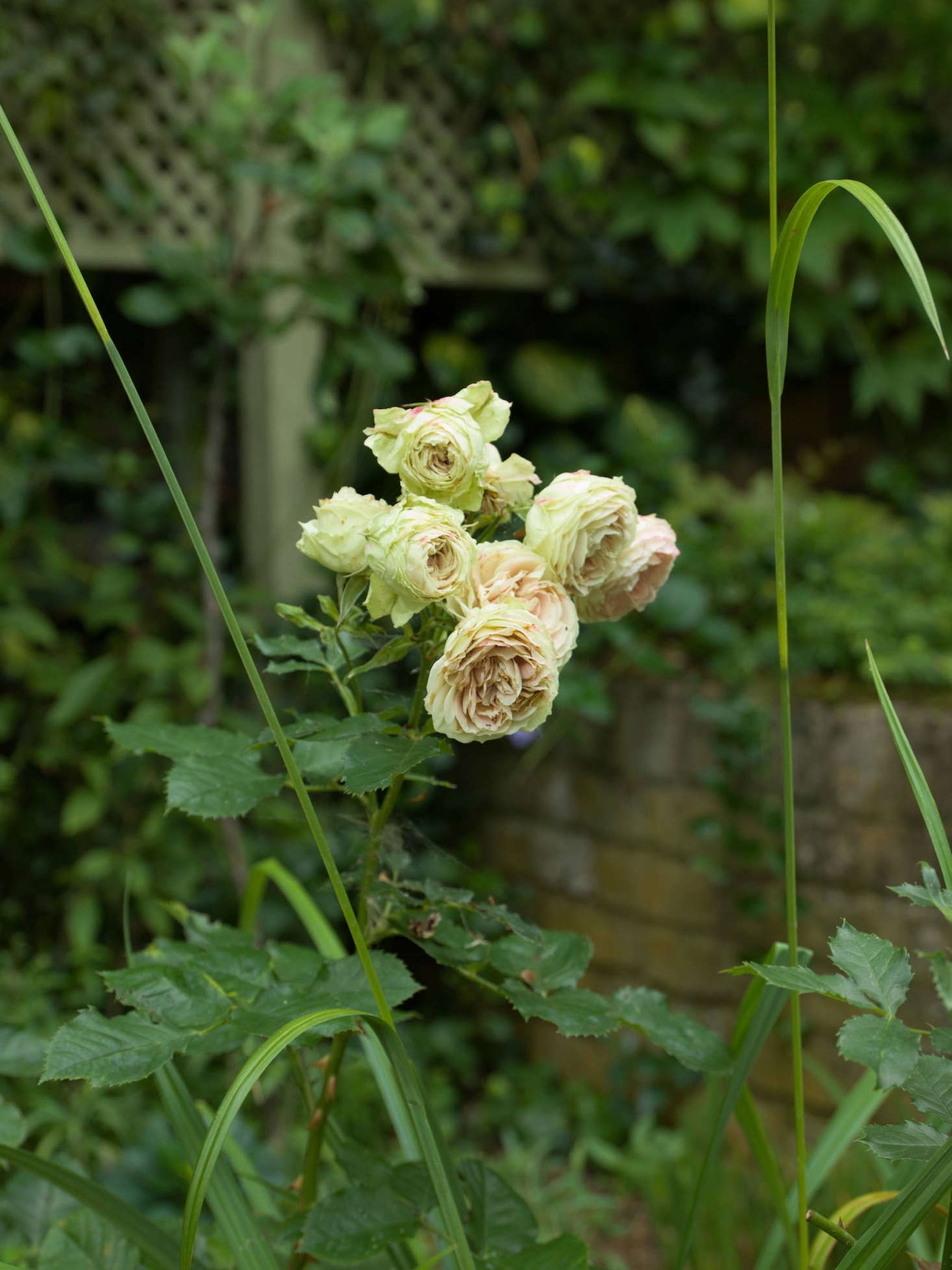 Roses in bloom.