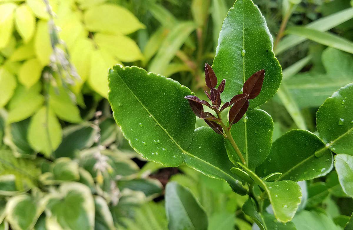 Because I know that my trees must come indoors every year, I bear in mind that they must fit into my limited window space. This means pruning. Lime trees are very forgiving, and soon after pruning new shoots will emerge.