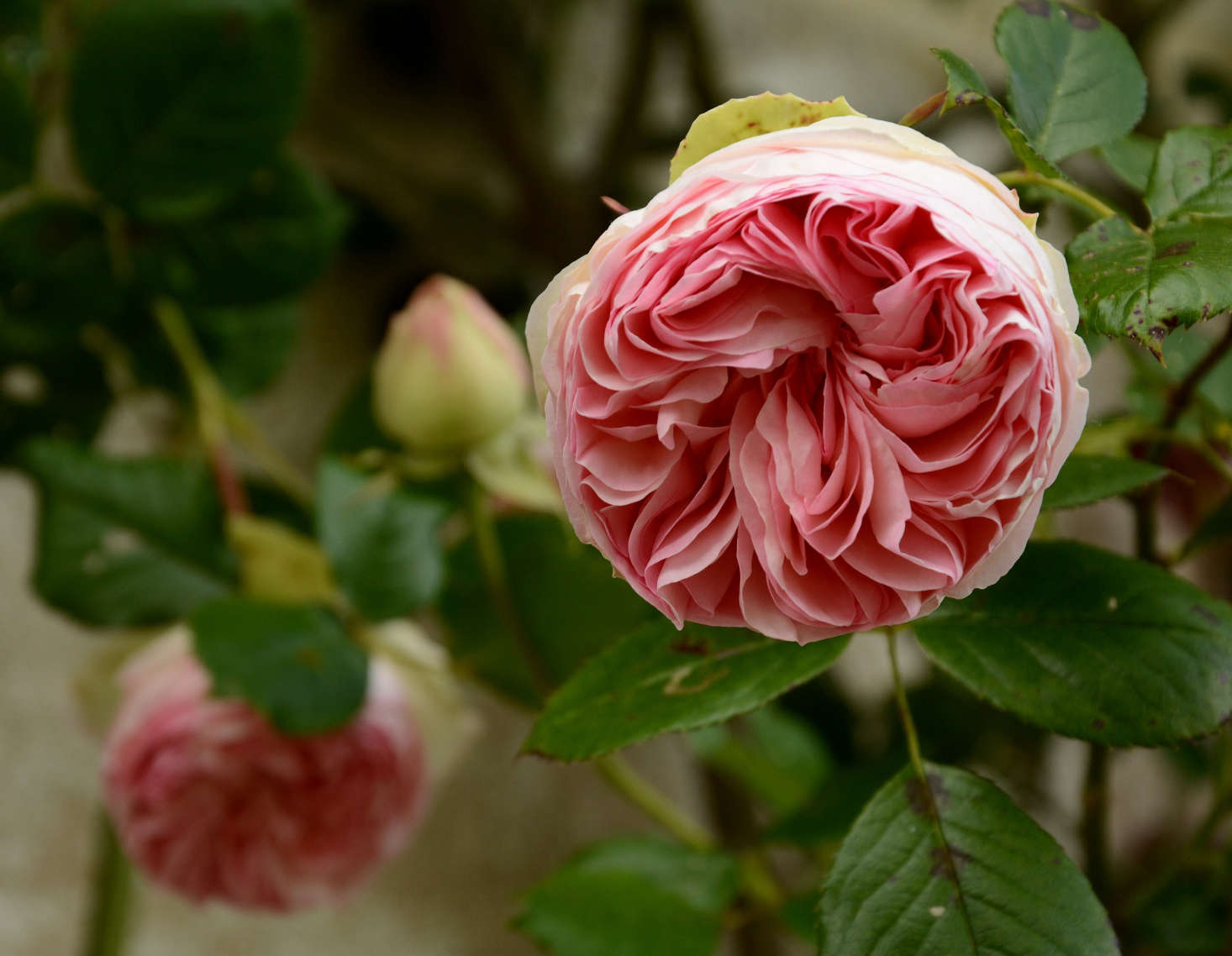 ‘Pierre de Ronsard’. Photograph by Anne Arnould via Flickr.