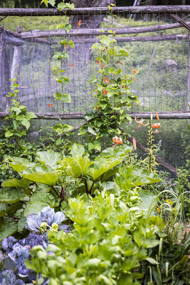 Ornamental lilies and edible herbs and vegetables are companion plants in the garden.