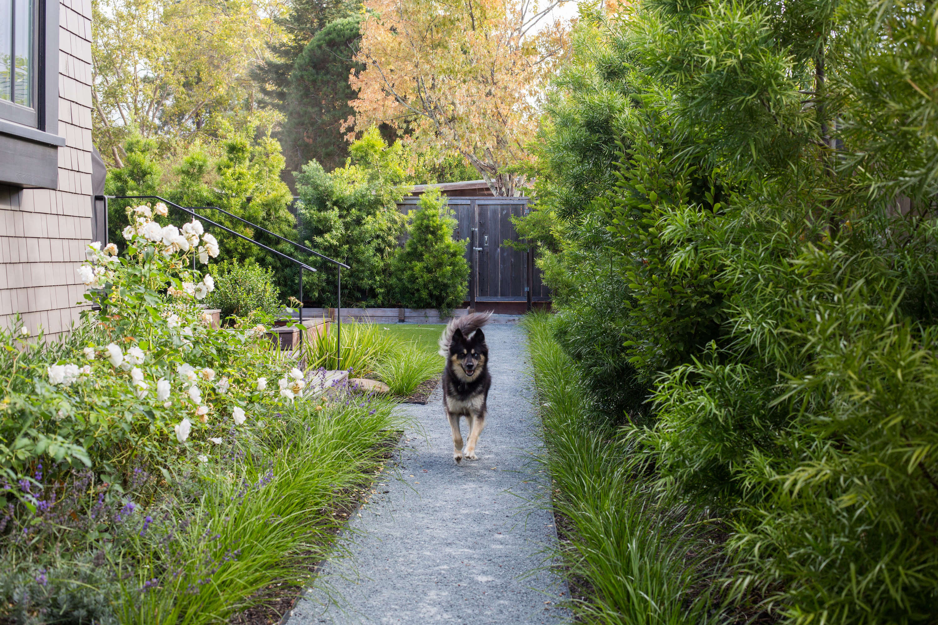 landscaping with dogs in mind: tips for canine owners