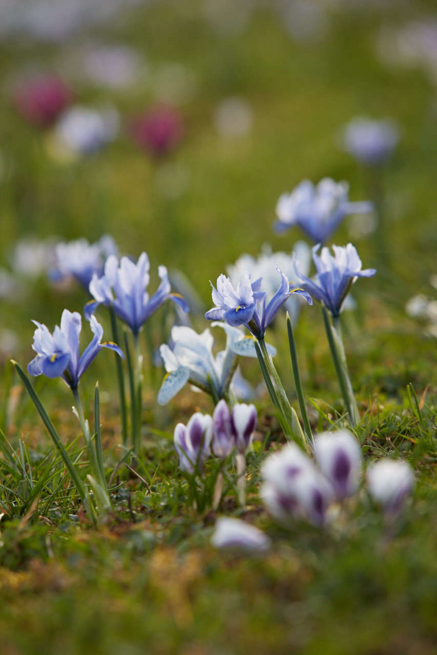 Pastel shades mix well with crocuses.