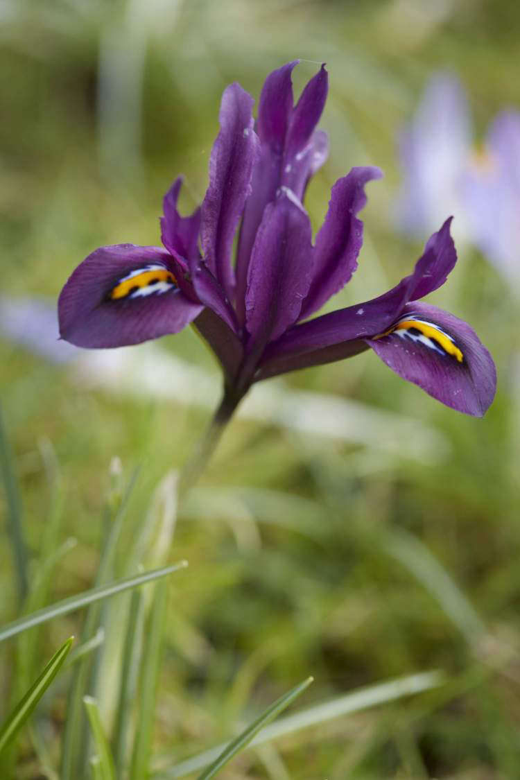Iris histrioides 