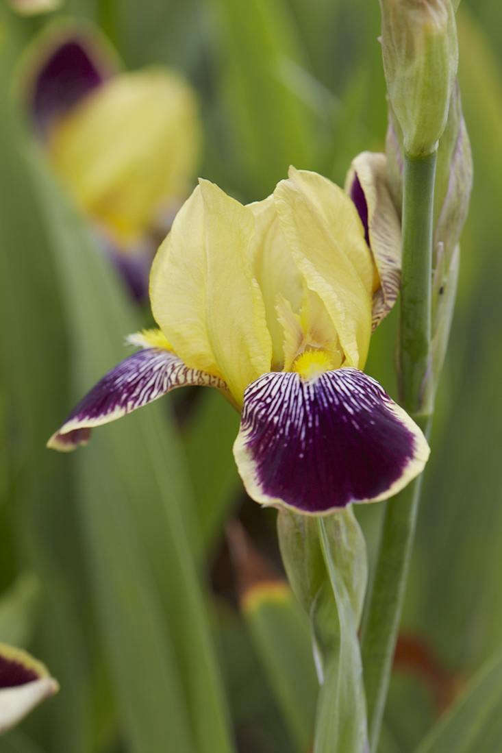 Calling All Gardeners A Quest to Save Rare Irises Gardenista