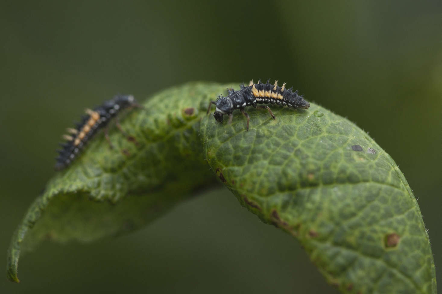Orange markings show that this is an older pair of ladybug larvae.