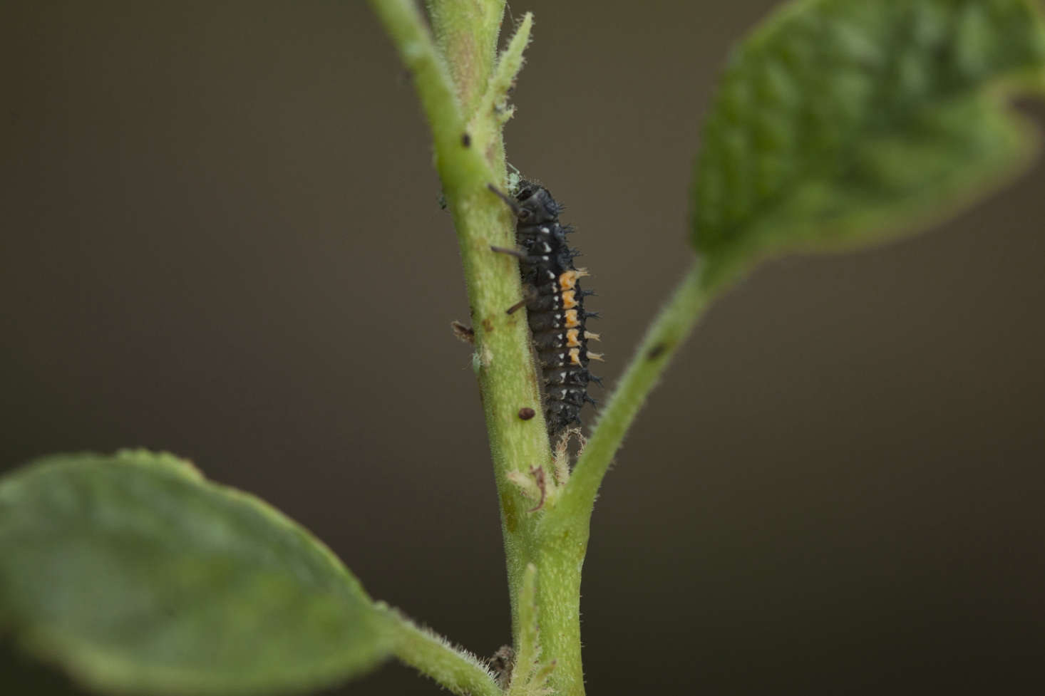 Ladybug larvae shed their skins four times during a 3-6 week period. They can eat their bodyweight in aphids (and scale insects and mealy bugs) in one day.