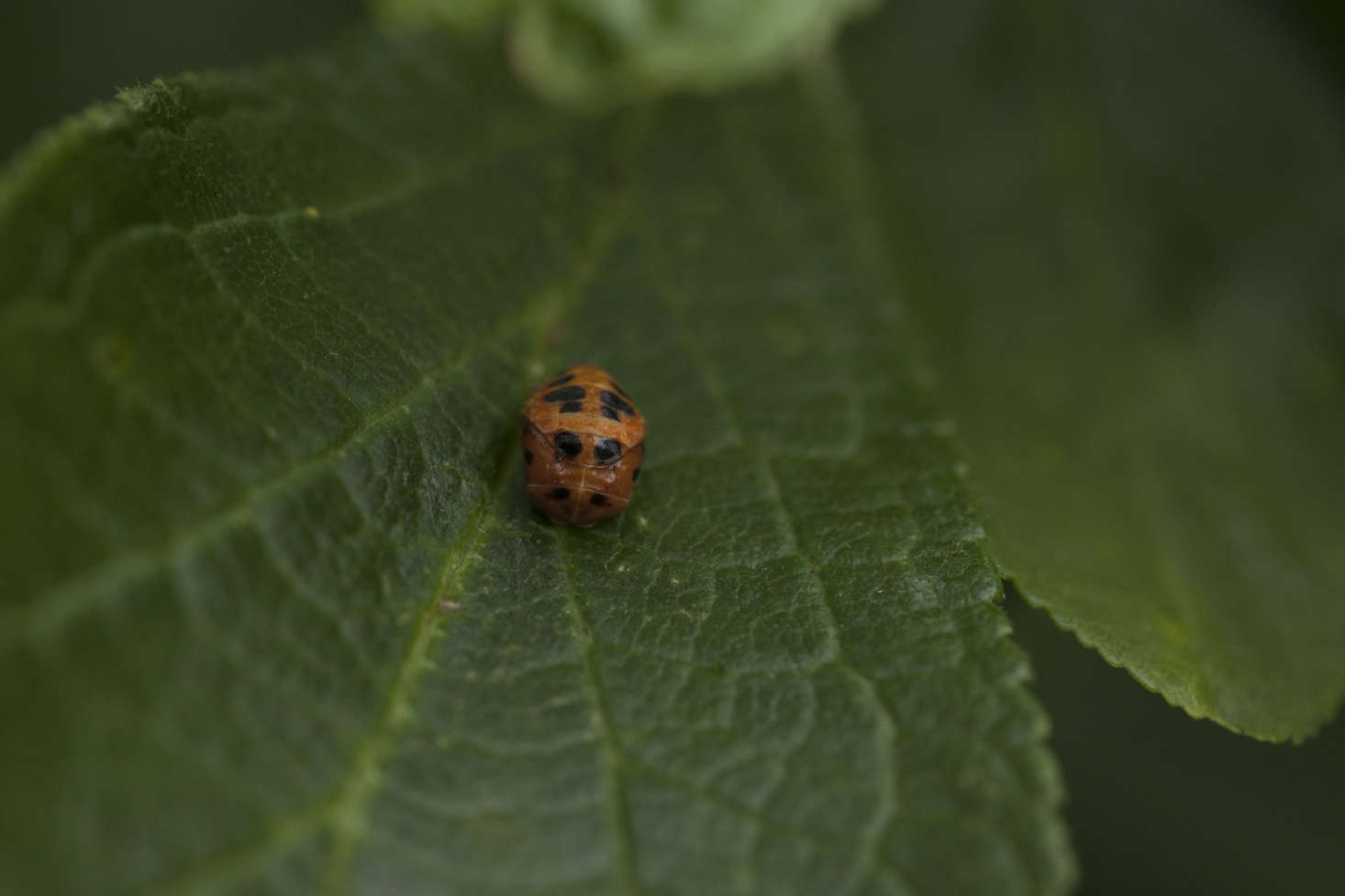 The pupa stage lasts for just over a week. After metamorphosis, the young adult emerges from underneath.