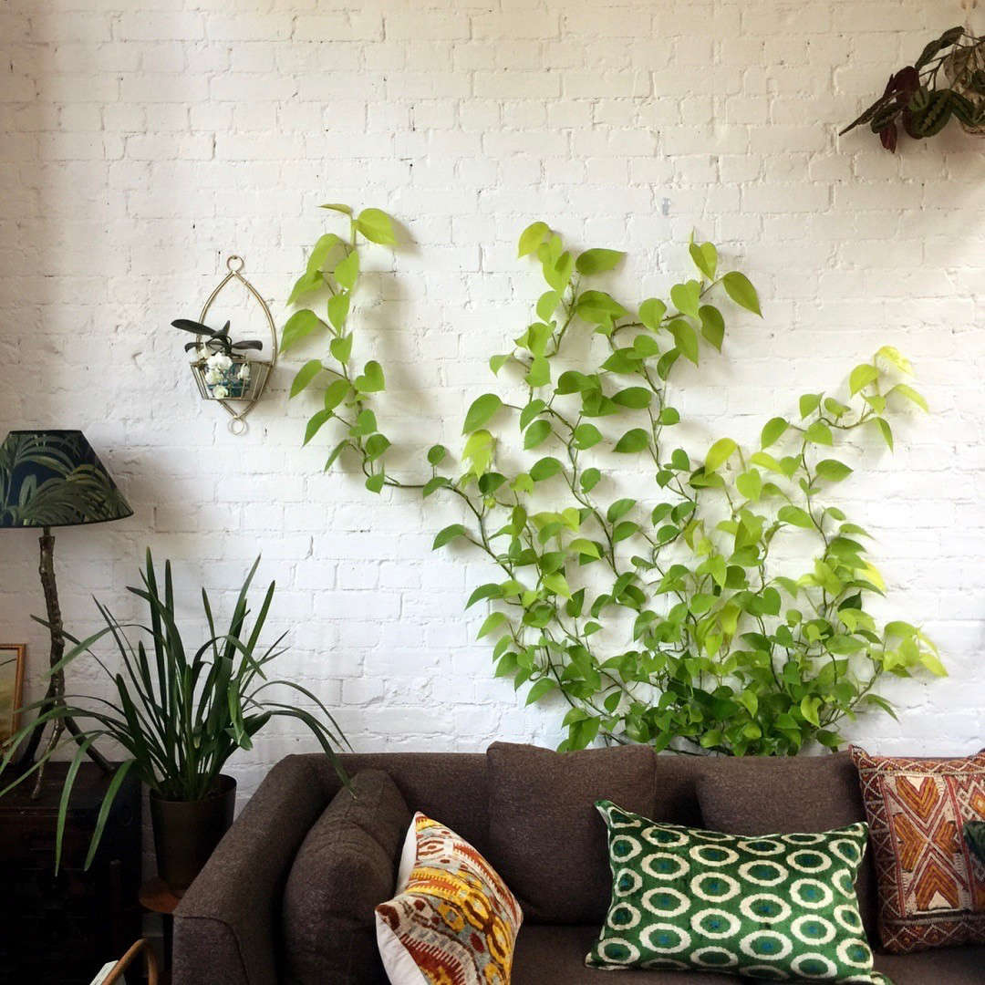 Everything You Need To Know About Houseplant Vines Gardenista