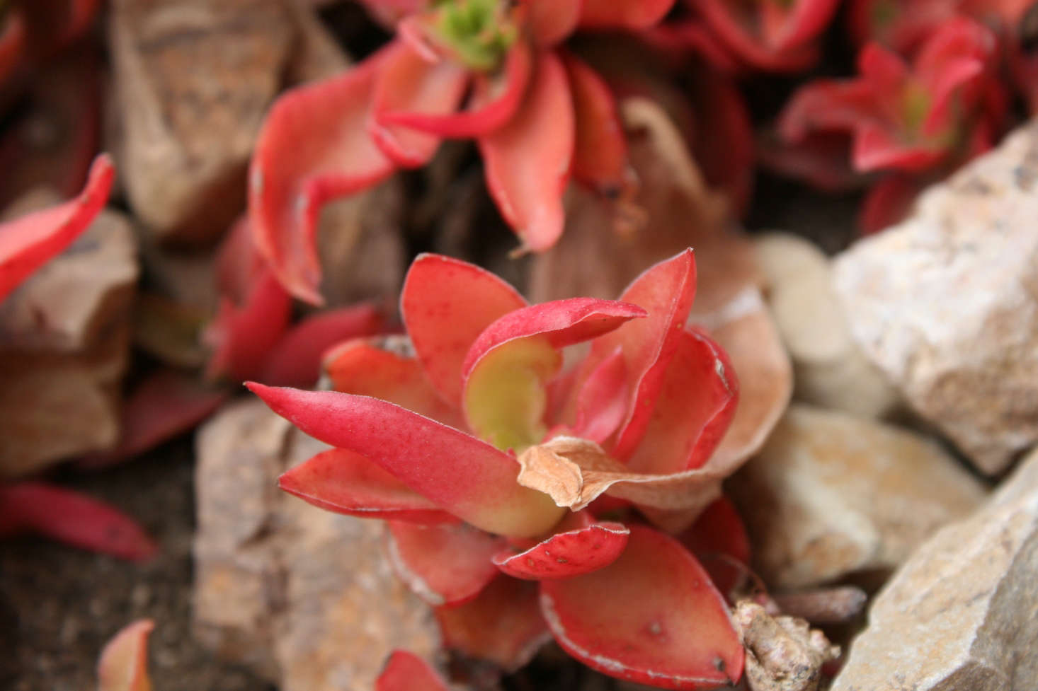 Crassula capitella 