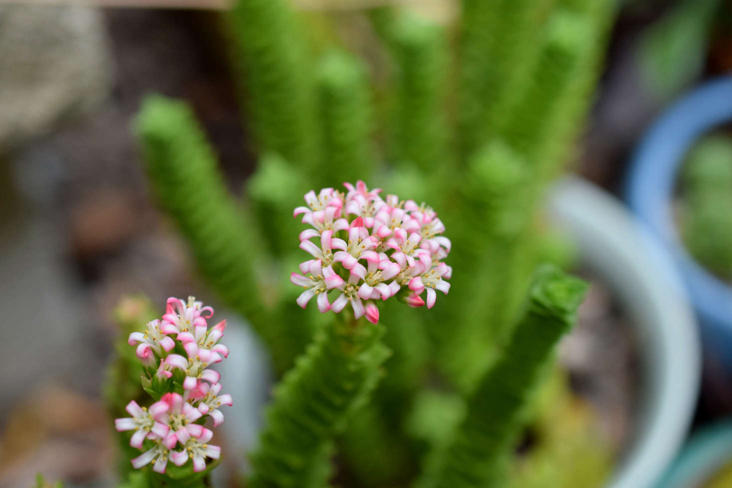 Crassula 