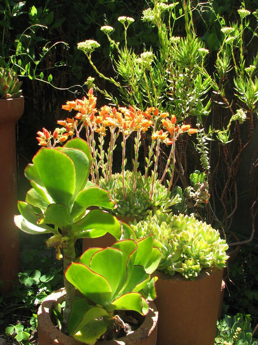 Crassula perfoliata var. heterotricha mingles with echeveria and cotyledon. Photograph by Seán A. O