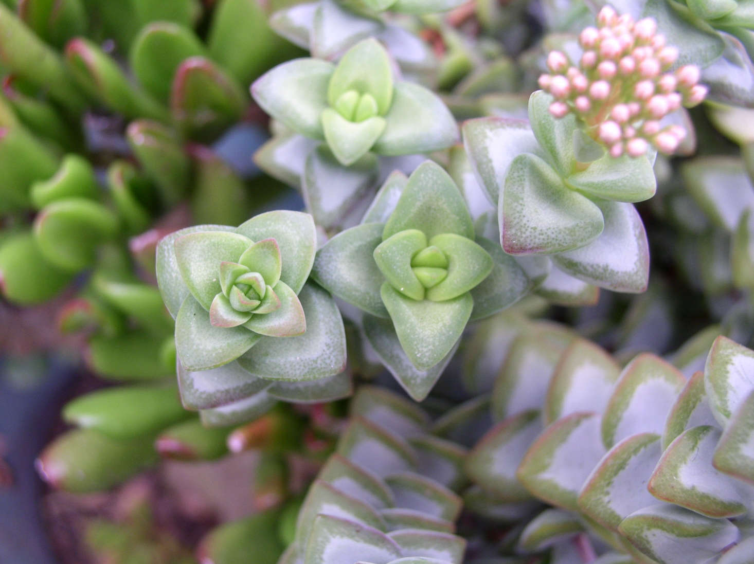 Crassula rupestris ssp. rupestris. Photograph by Jean-Michel Moullec via Flickr.