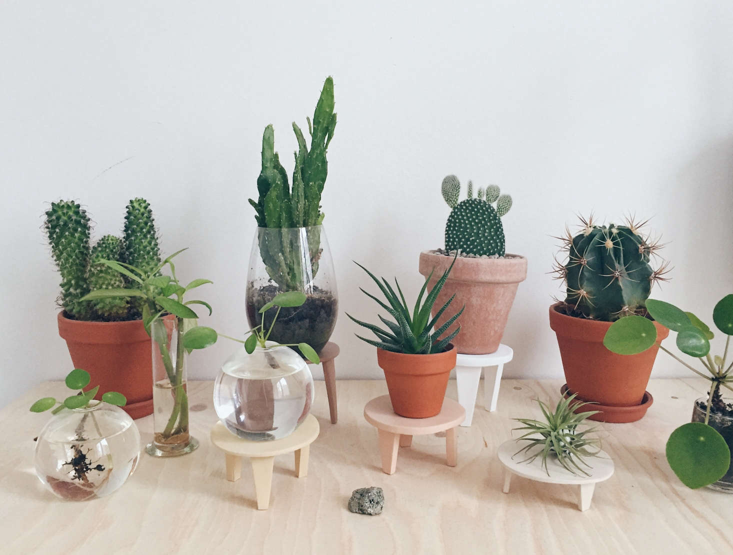To vary the heights of her potted plants, Maria fashioned “cactus coasters.”