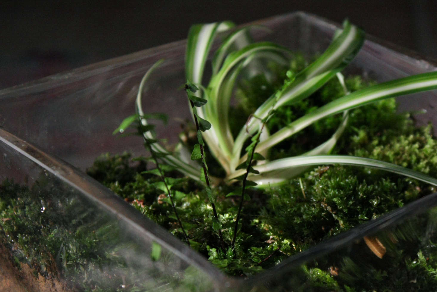 When Terrariums Go Bad 6 Tips for Troubleshooting (Mold? Yecch