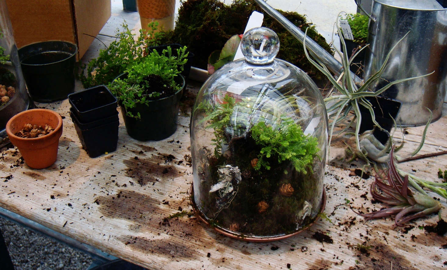 When Terrariums Go Bad 6 Tips for Troubleshooting (Mold? Yecch