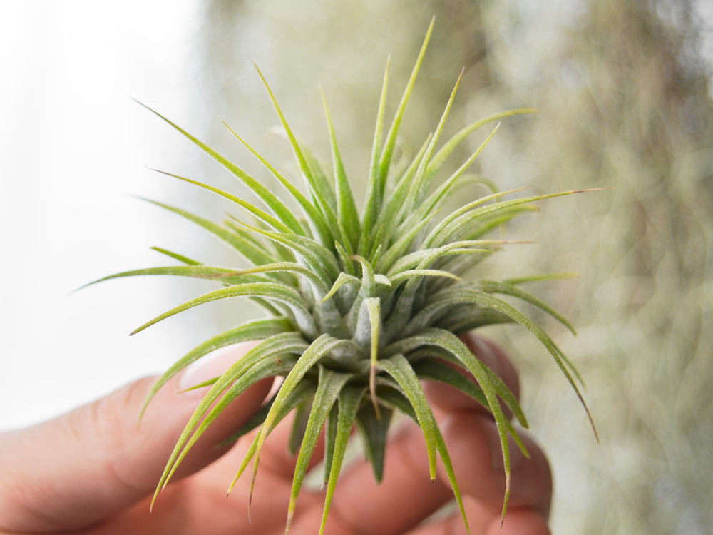 a tiny tillandsia ionantha air plant is 98 cents apiece at air