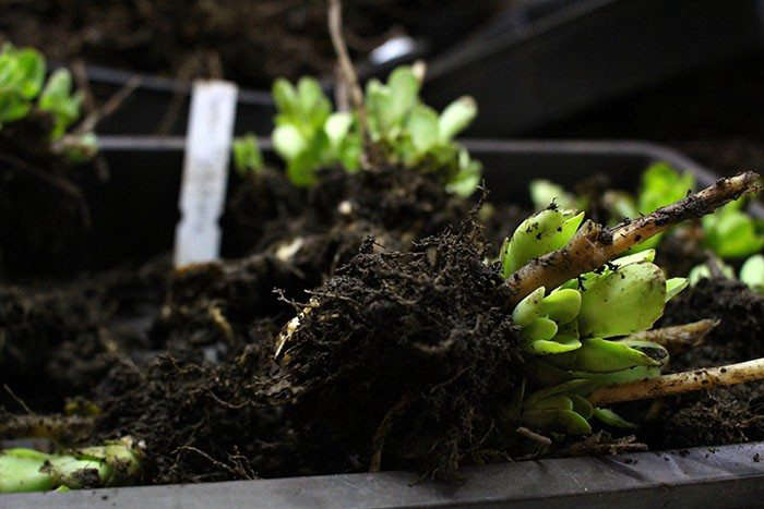 If you have a friend who needs to divide a thriving plant, offer to take a divided portion off his hands. Photograph by Kendra Wilson, from Secrets of an English Head Gardener: How to Transplant Shrubs and Perennials.