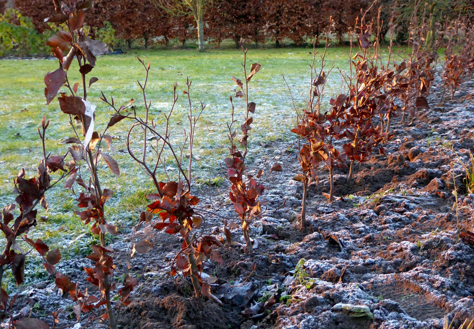 When is it best to plant a spruce In autumn or spring And how to do it right, did the tree survive When is it best to plant a spruce In autumn or spring And how to do it right, did the tree survive