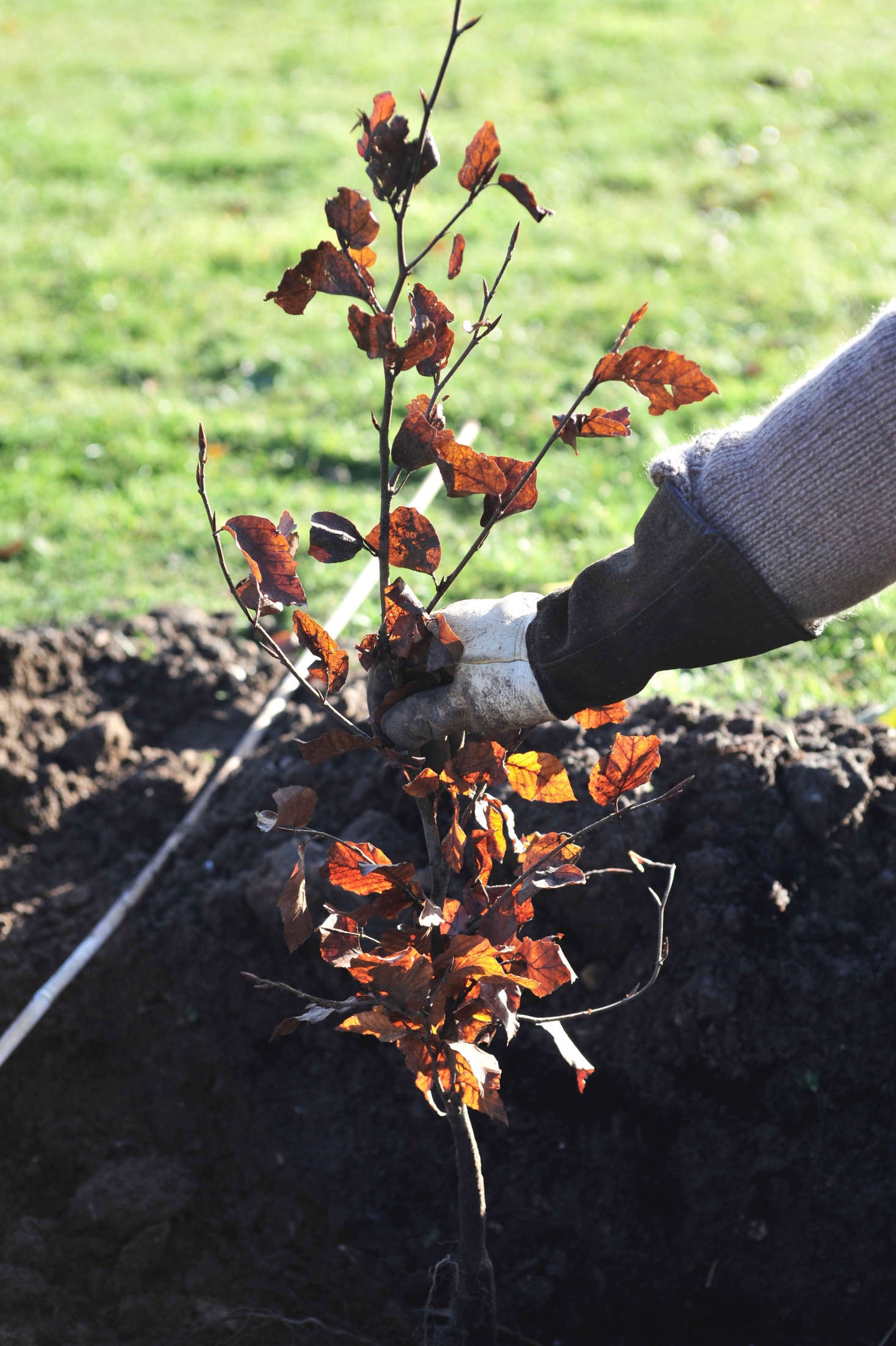 Landscaping 101 How to Plant a Bare Root Hedge Gardenista