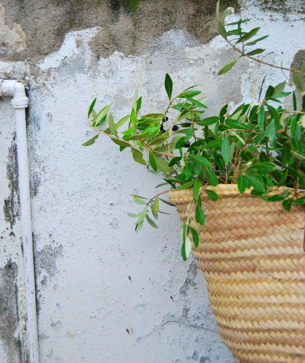 When foraging for olive greens, I look for curvy, but attractive branches that will be tall enough to create a spacious arrangement.