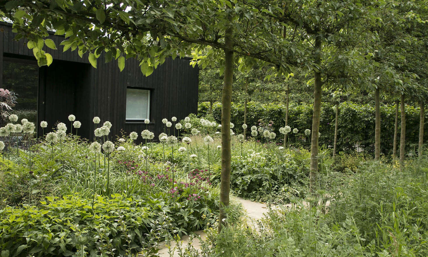 A snowy, exuberant meadow of alliums blooms in a Gatehouse Garden: A Dramatic Black Backdrop for a White Wildflower Meadow. Photograph by Rosangela Photography, courtesy of Stefano Marinaz Landscape Architecture.