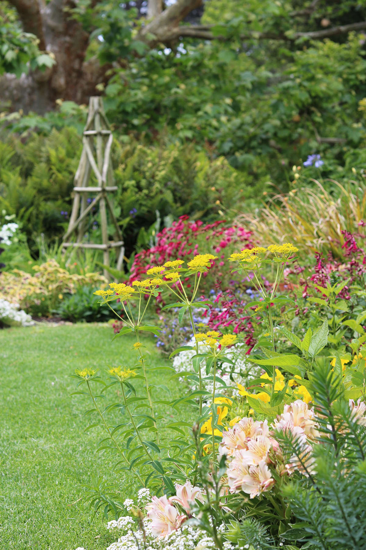 In a bed that relies on irrigation, bright chartreuse euphorbias, Inca lilies, alyssum, many salvias, and hot pink marguerites blend into a floral tapestry. In the background bracken fern fills a difficult dry shade space beneath an enormous London plane tree.