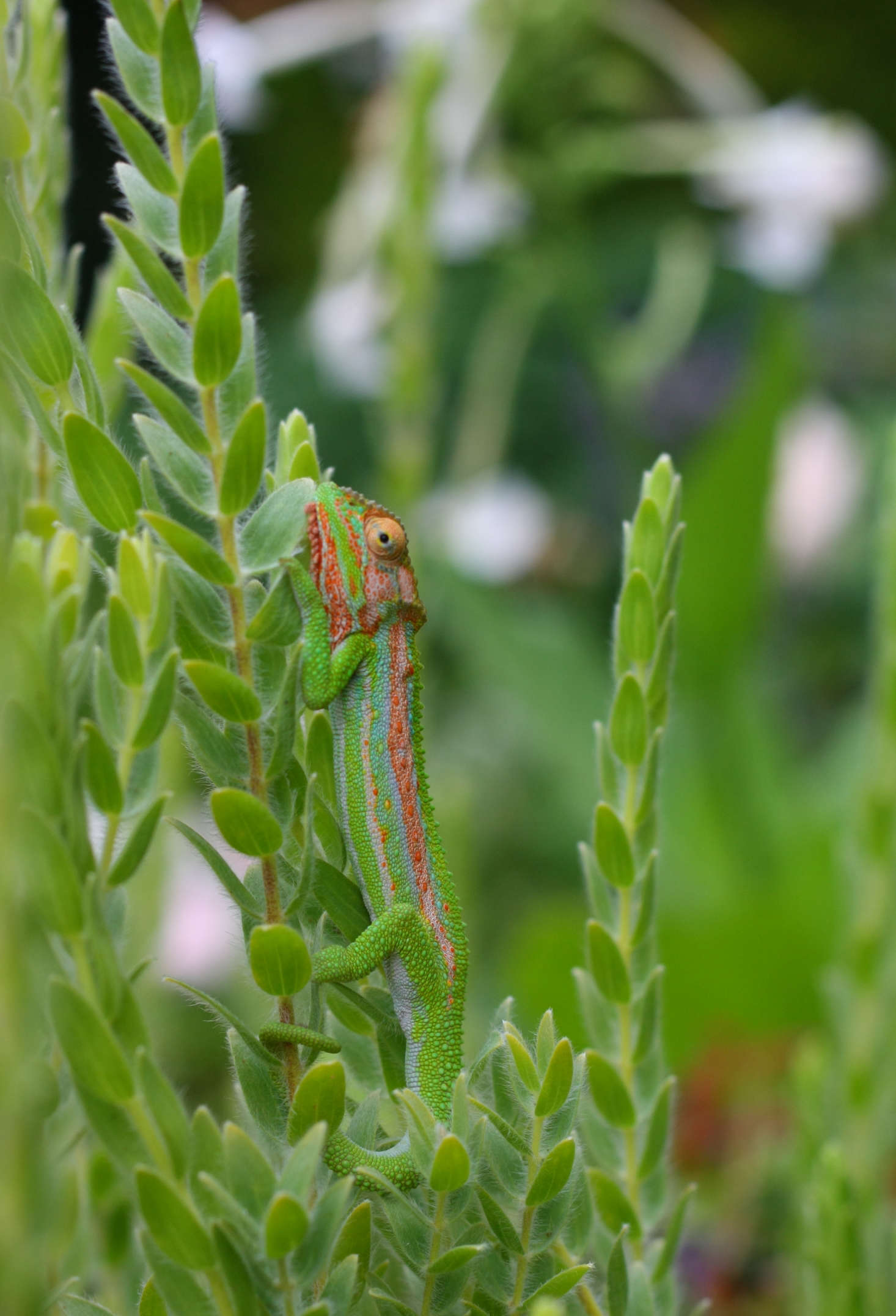 Another familiar indigenous ally on the pest-control scene is a tiny green army of shy Cape dwarf chameleons. Hard to spot until your eyes focus on their beaded skins, these small reptiles are a sign of garden health.