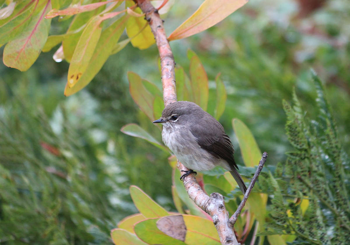 Birds are an integral part of my mother