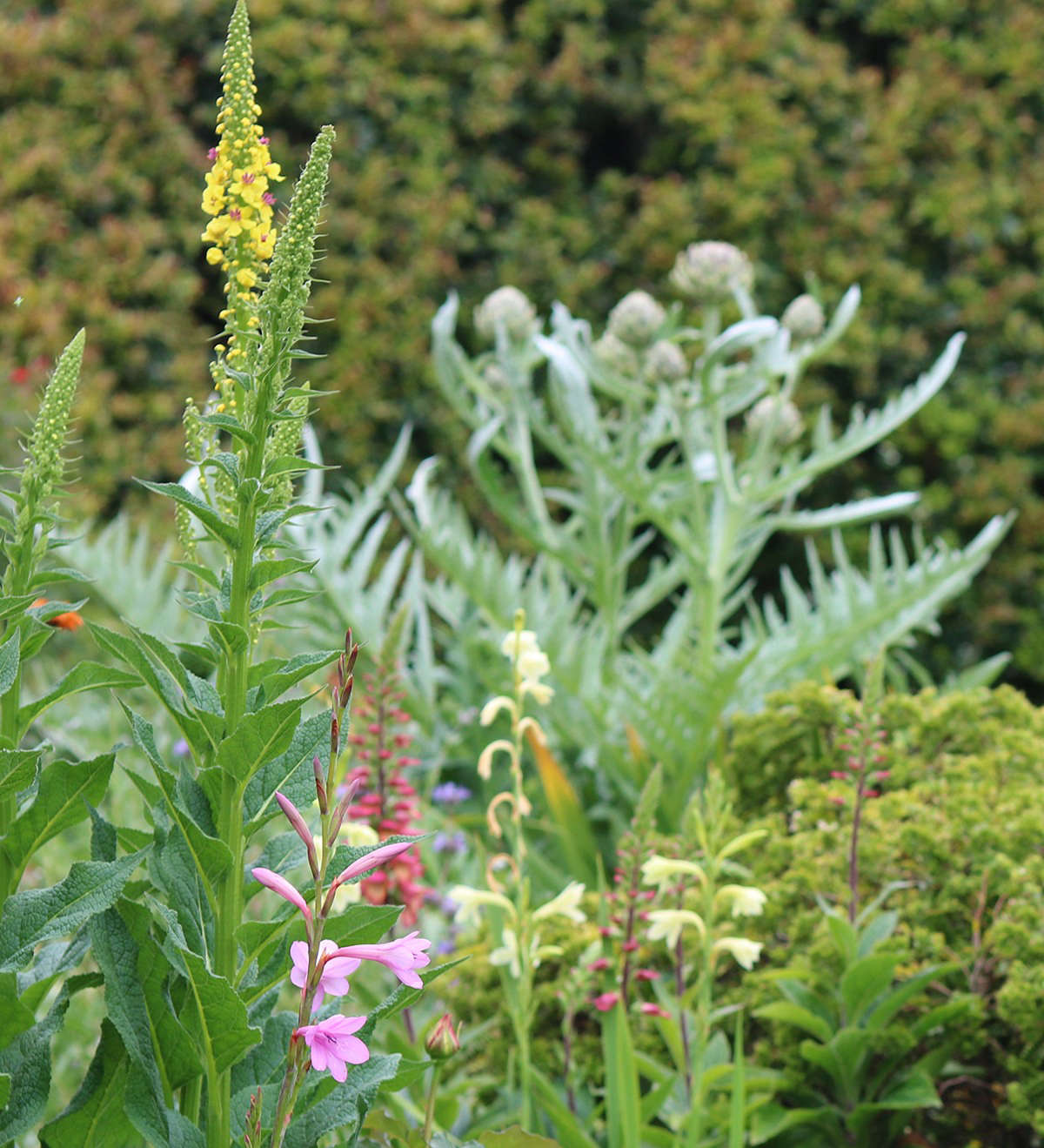 The eclectic verbascum bed shares space with watsonias and artichokes. The giant edible thistle is grown for its spectacular purple flowers.