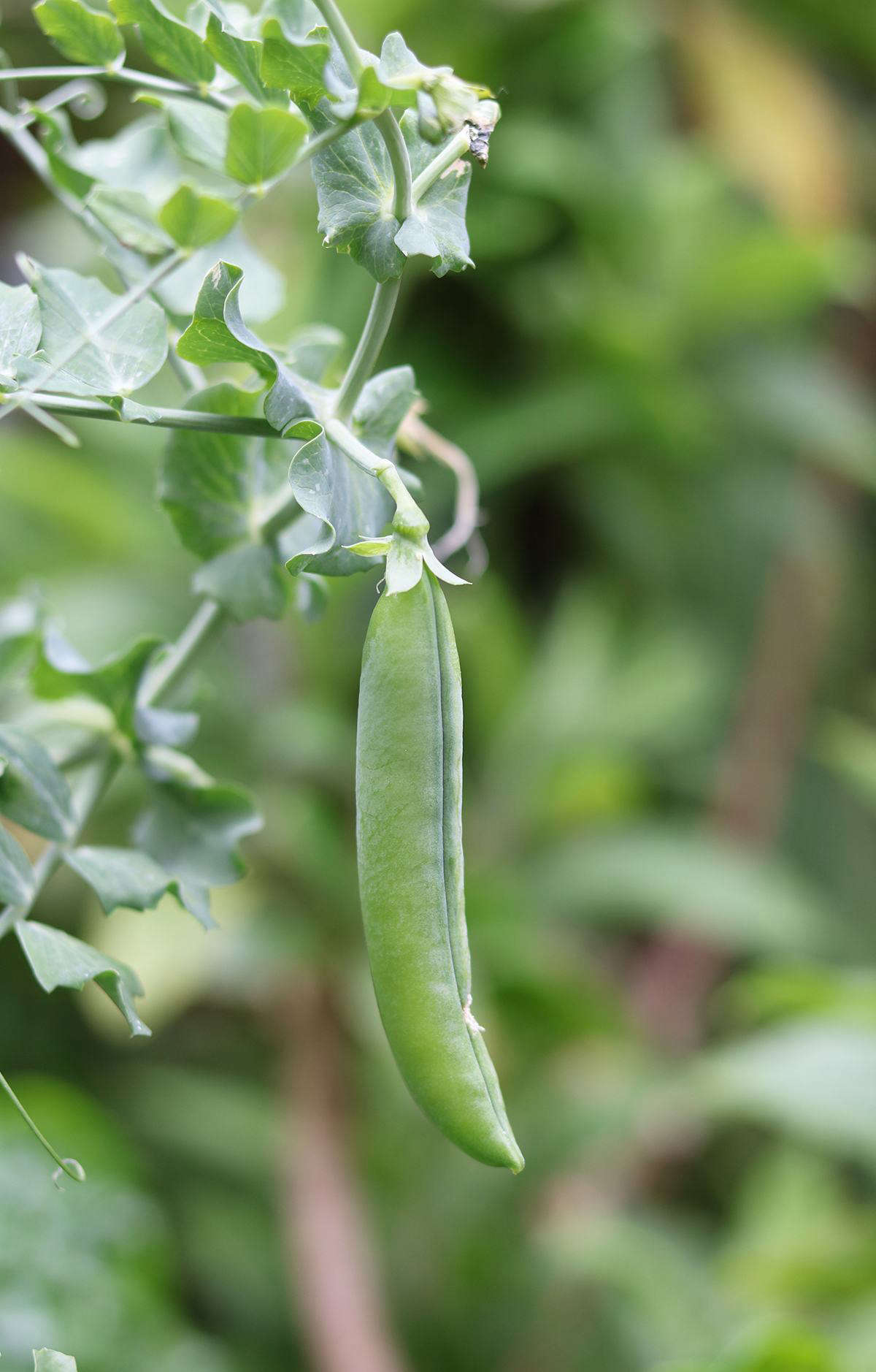 The biggest challenge for Capetonian gardeners is water. A record-making drought has left municipal water stockpiles—in the form of near-empty dams—perilously low. Stringent water restrictions are in place.